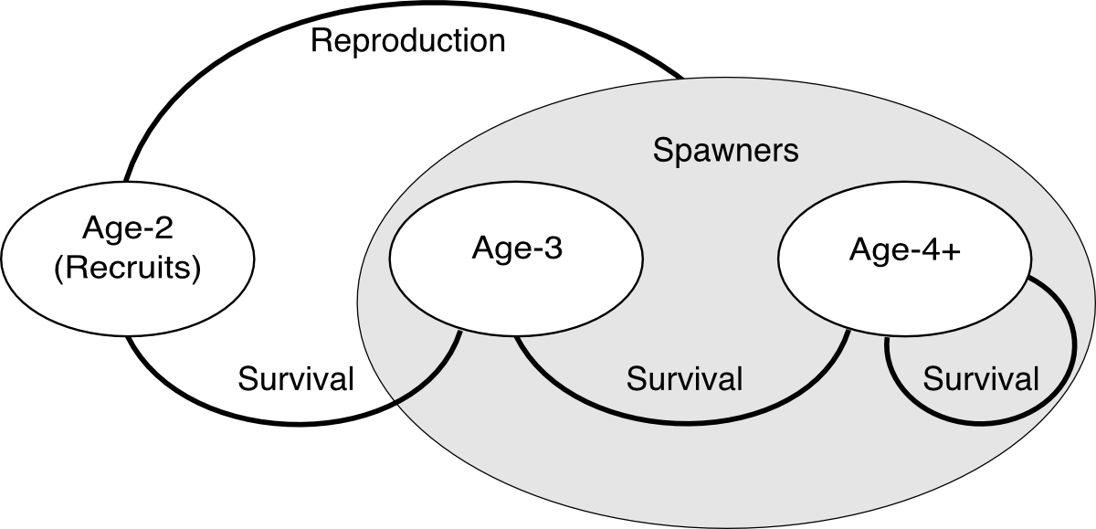 Diagram of fish age groups